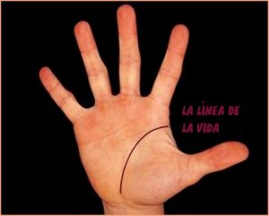 lineavida1