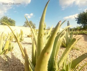 aloe