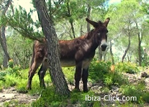 burro-ibiza-click